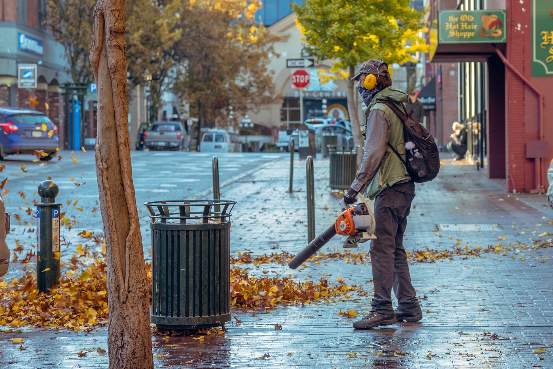 fallen leaves